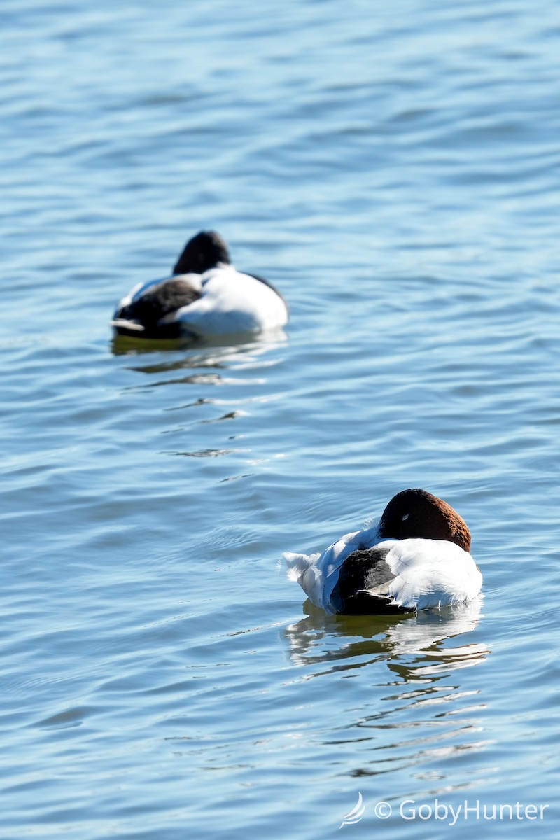 Murgilari bizkarzuria - ML646220428