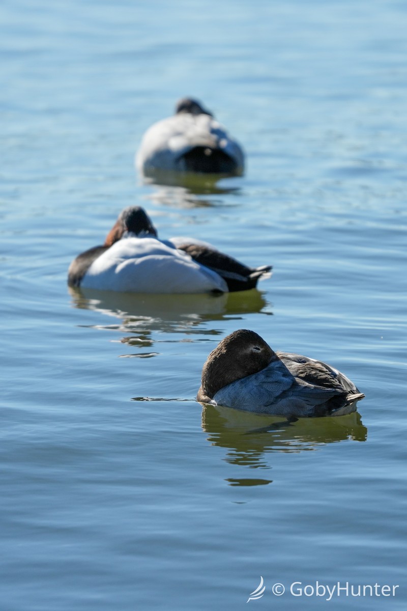 Murgilari bizkarzuria - ML646220429