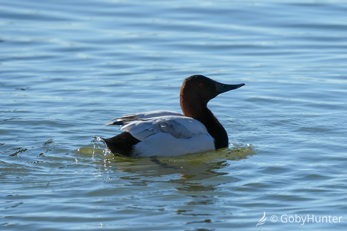 Murgilari bizkarzuria - ML646220431