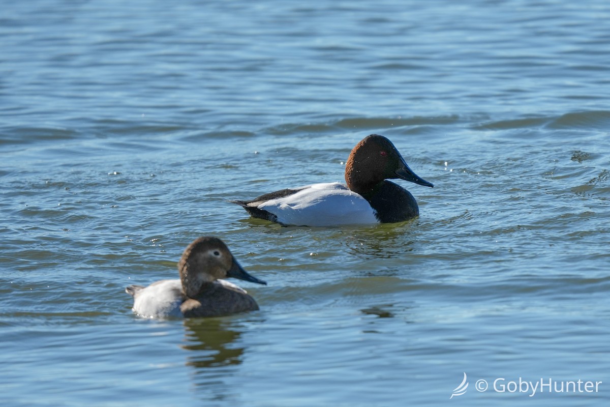 Murgilari bizkarzuria - ML646220433