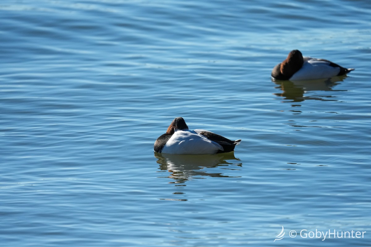 Murgilari bizkarzuria - ML646220434