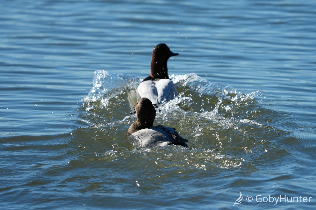 Murgilari bizkarzuria - ML646220435