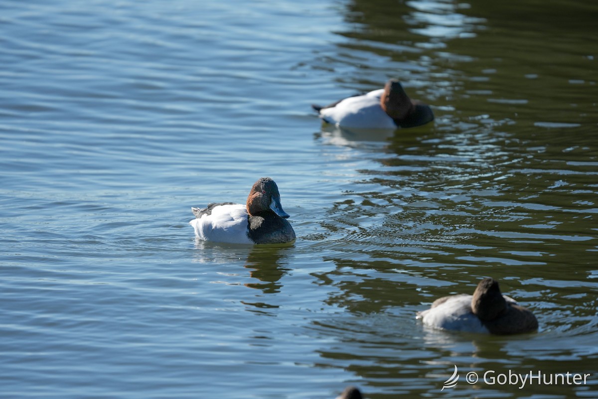 Murgilari bizkarzuria - ML646220437