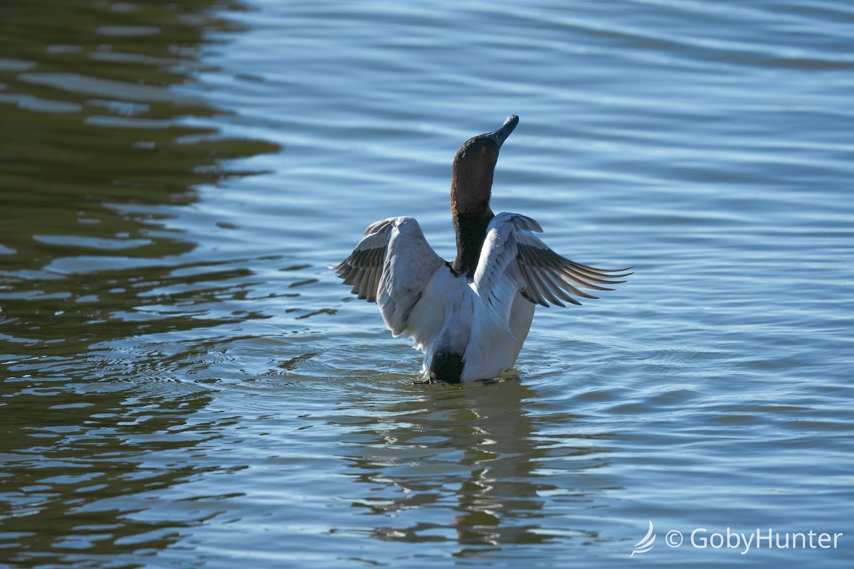 Murgilari bizkarzuria - ML646220438