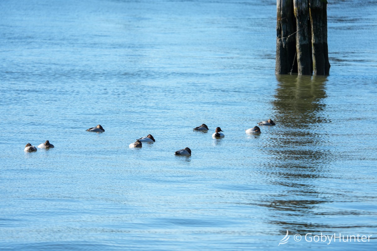 Murgilari bizkarzuria - ML646220439