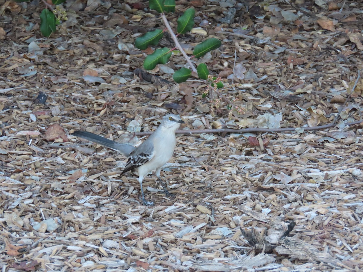 Northern Mockingbird - ML646220441