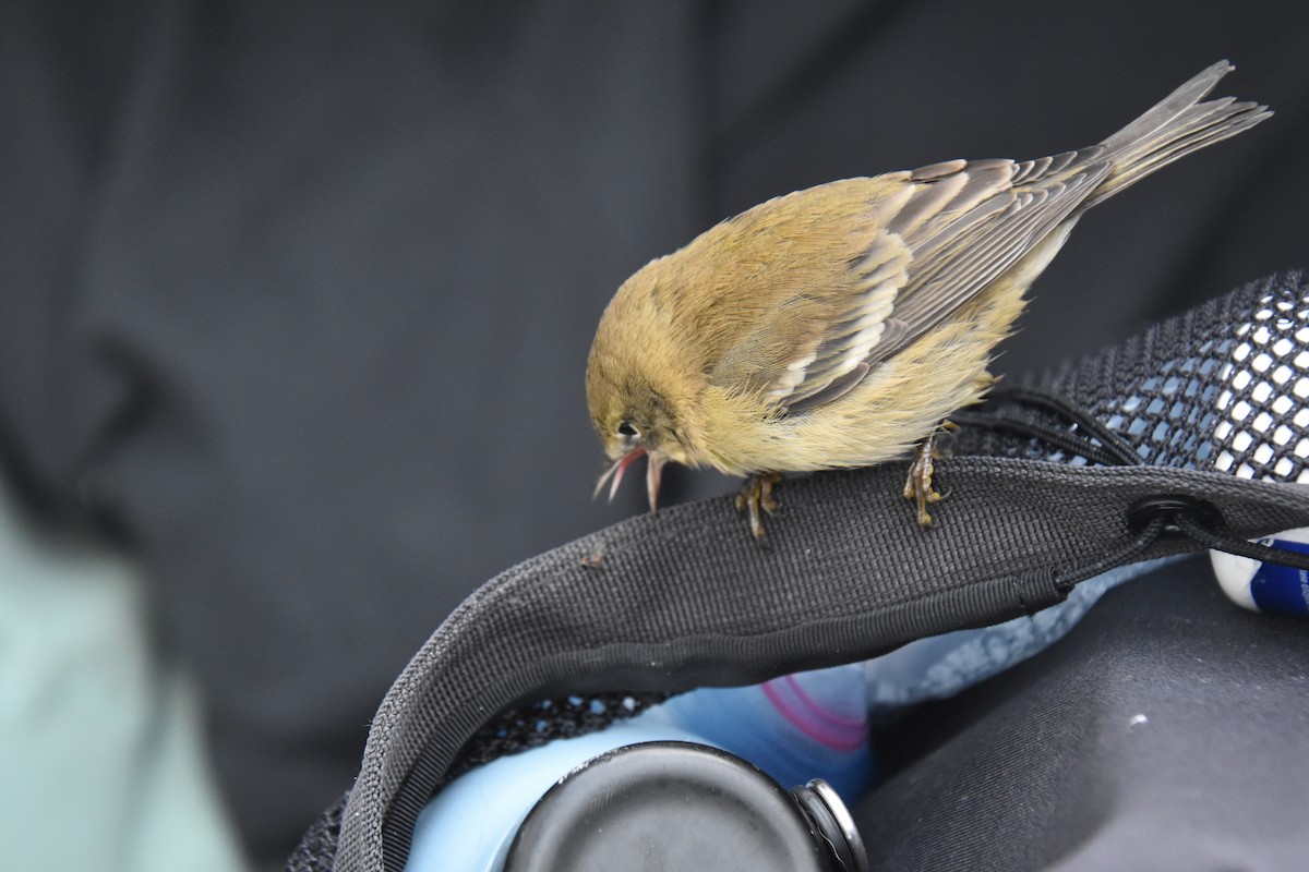 Pine Warbler - ML646220444