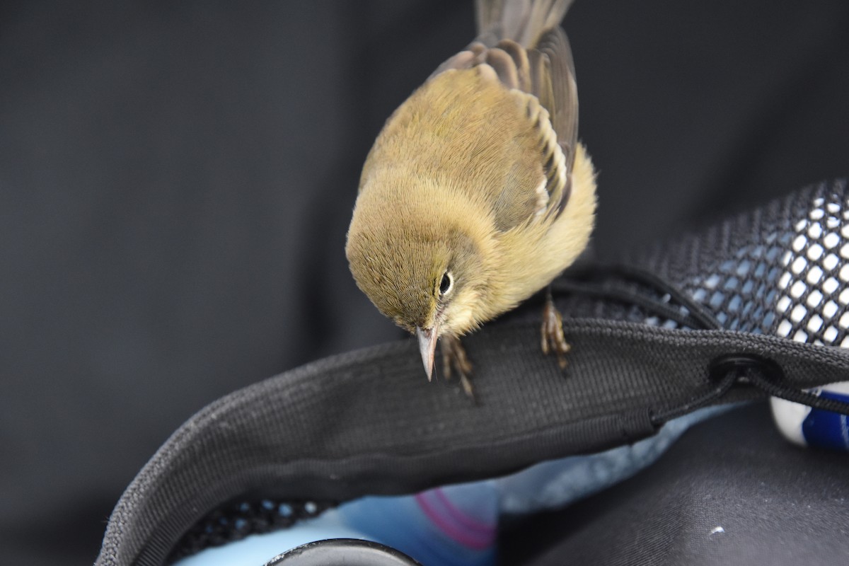 Pine Warbler - ML646220445