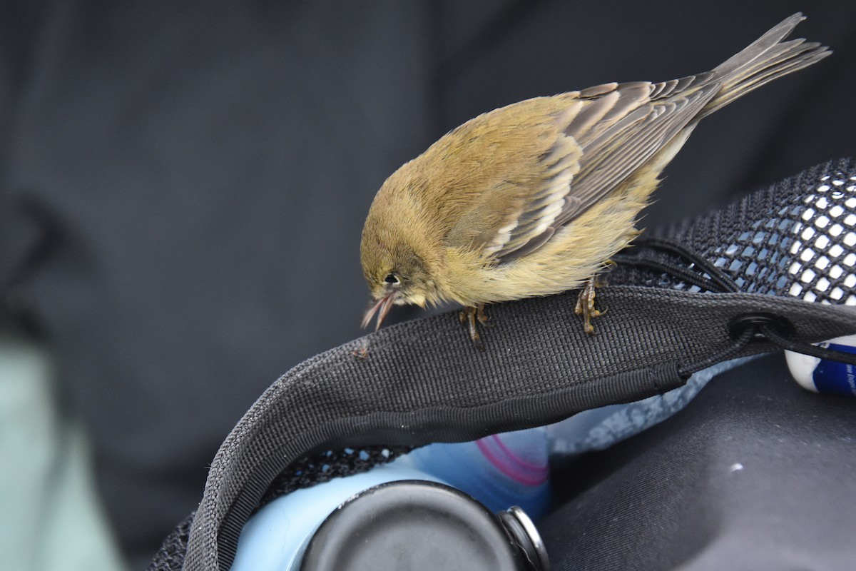 Pine Warbler - ML646220446