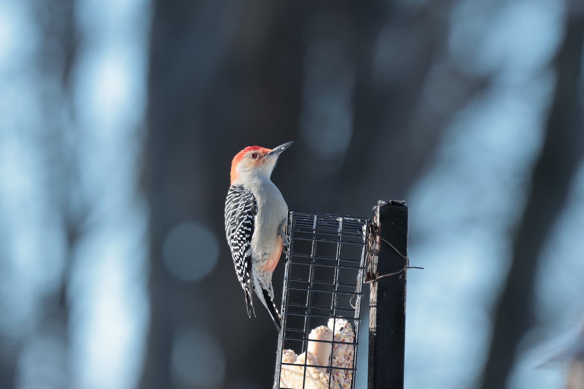 datel karolínský - ML646220451