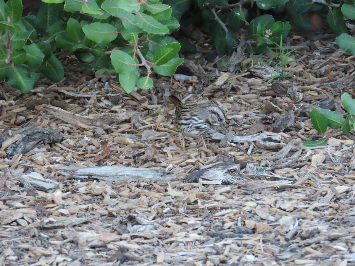 Song Sparrow - ML646220453
