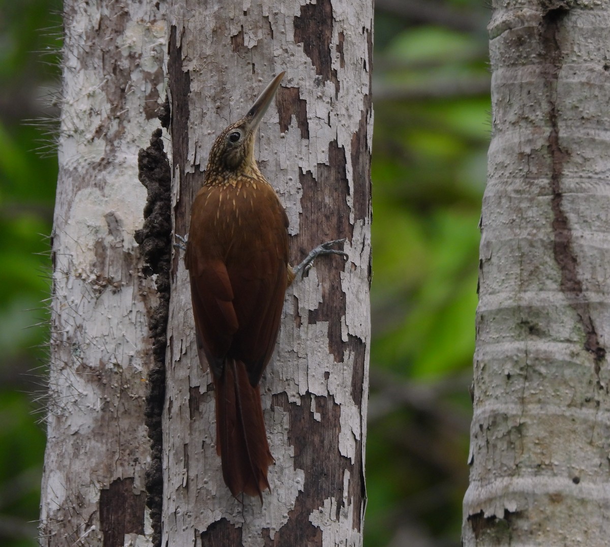 キノドオニキバシリ - ML646220464