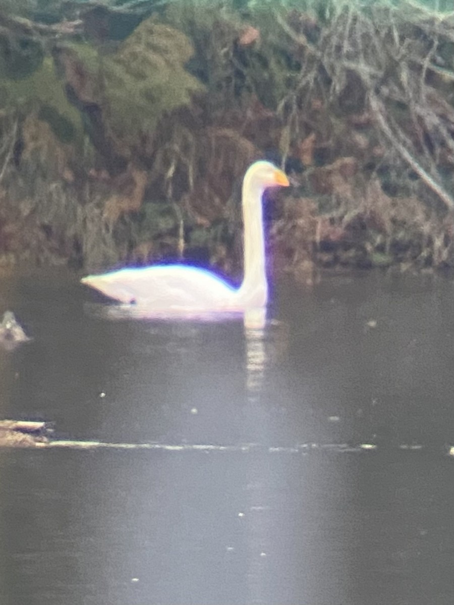 Whooper Swan - ML646220466