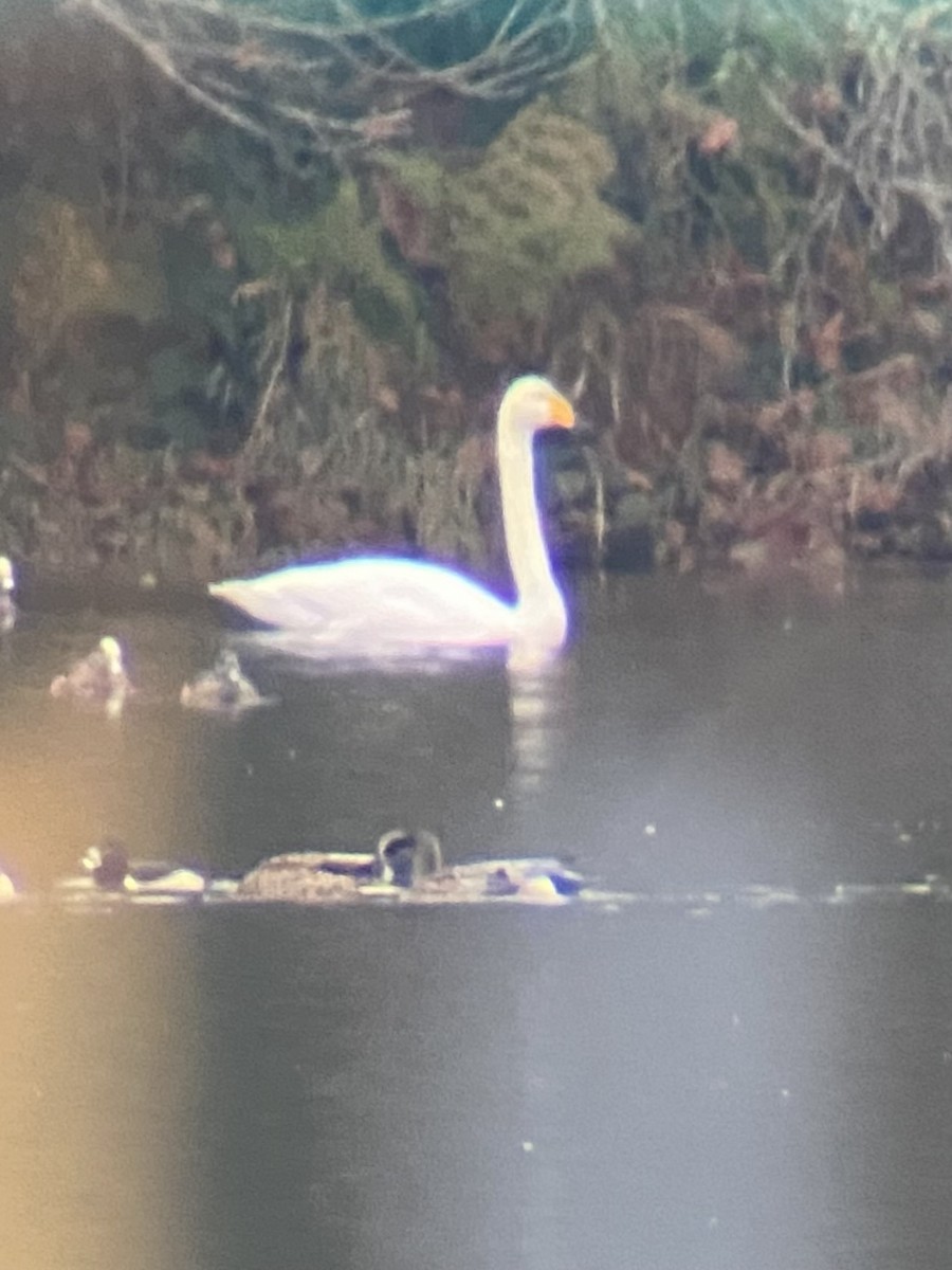 Whooper Swan - ML646220467