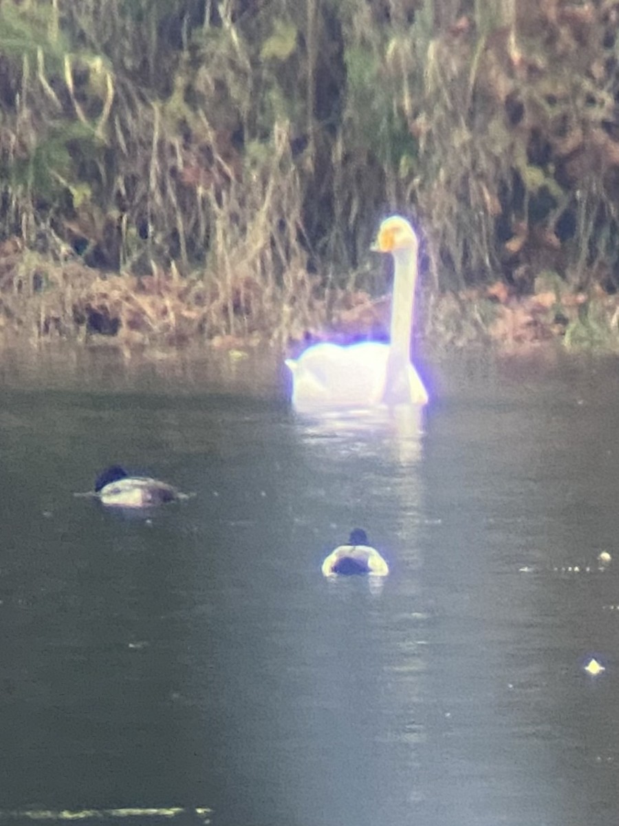 Whooper Swan - ML646220469