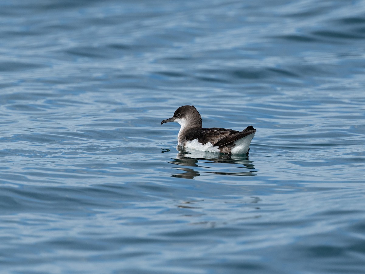 maorilire - ML646220481