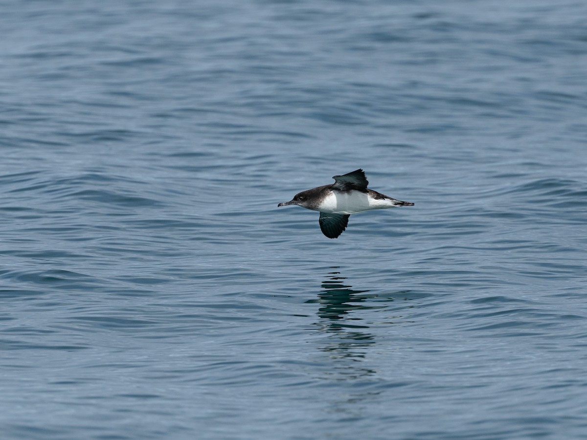 maorilire - ML646220482