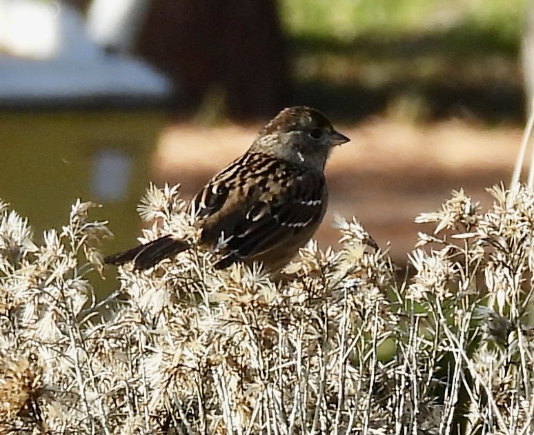 Golden-crowned Sparrow - ML646220486