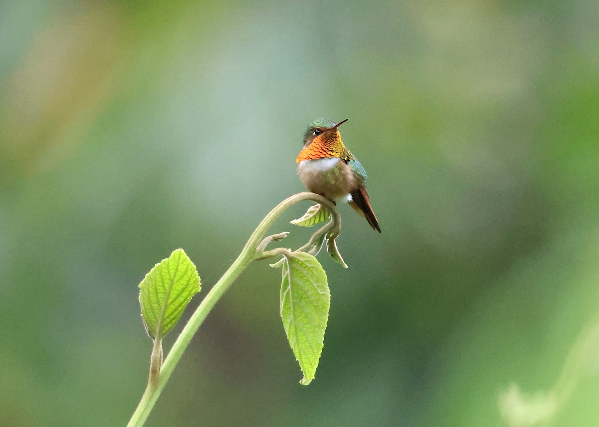 Scintillant Hummingbird - ML646220487