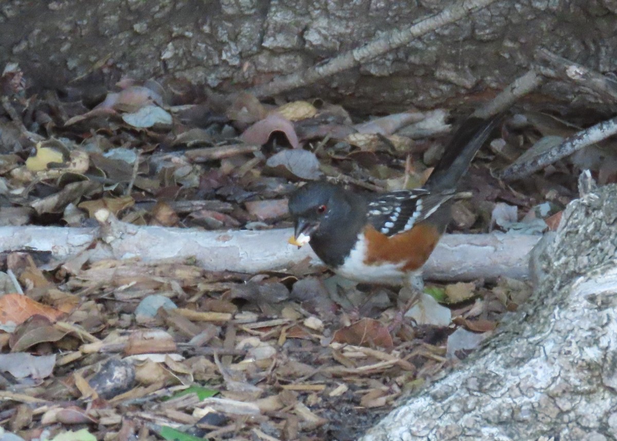 Spotted Towhee - ML646220489