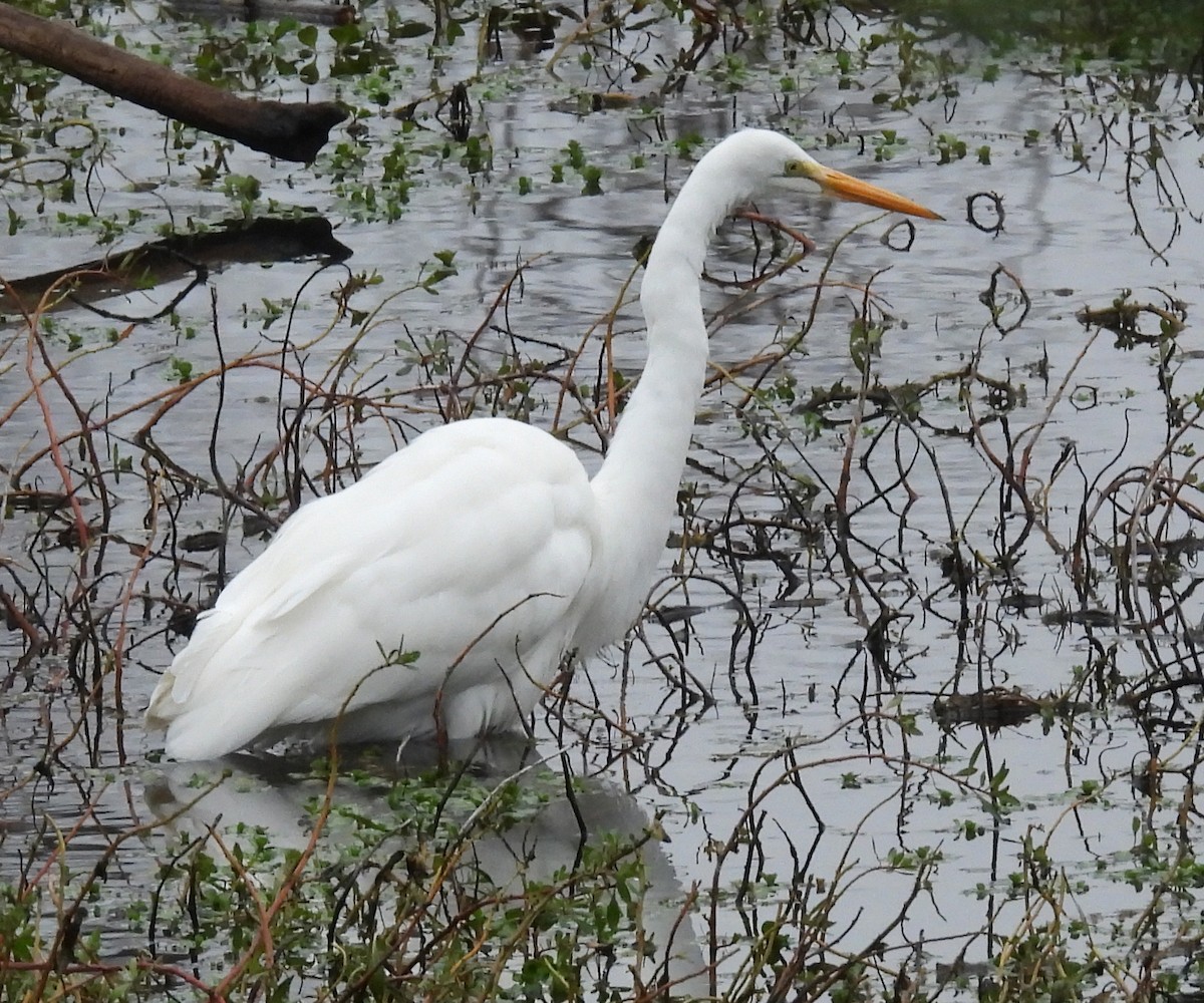 Koartza zuria - ML646220501