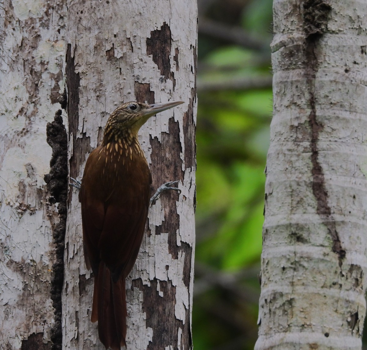 キノドオニキバシリ - ML646220502