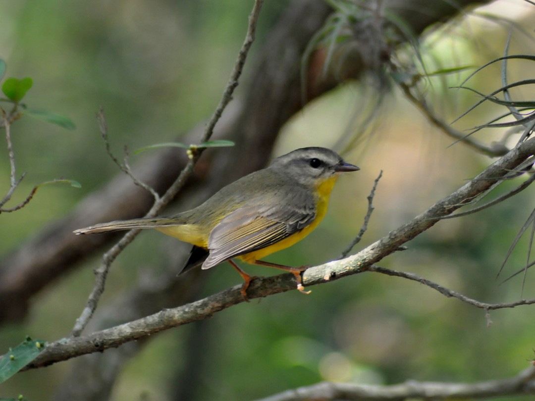 Golden-crowned Warbler - ML646220505