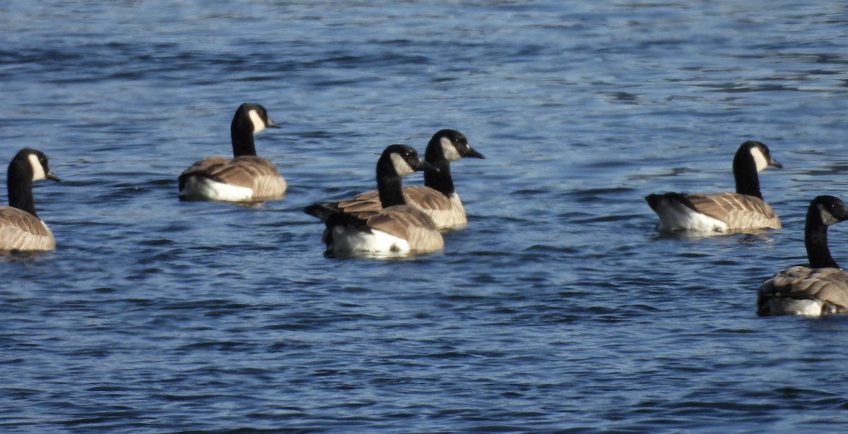Canada Goose - ML646220507