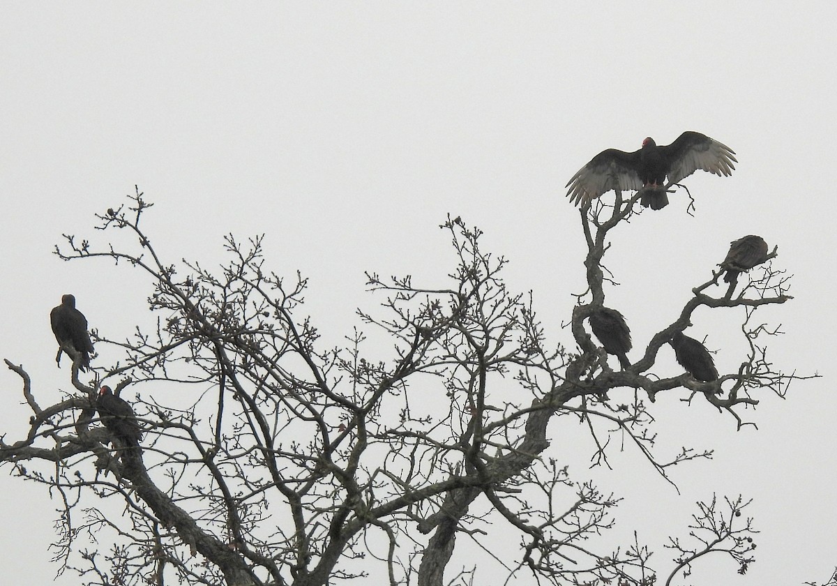 Turkey Vulture - ML646220509