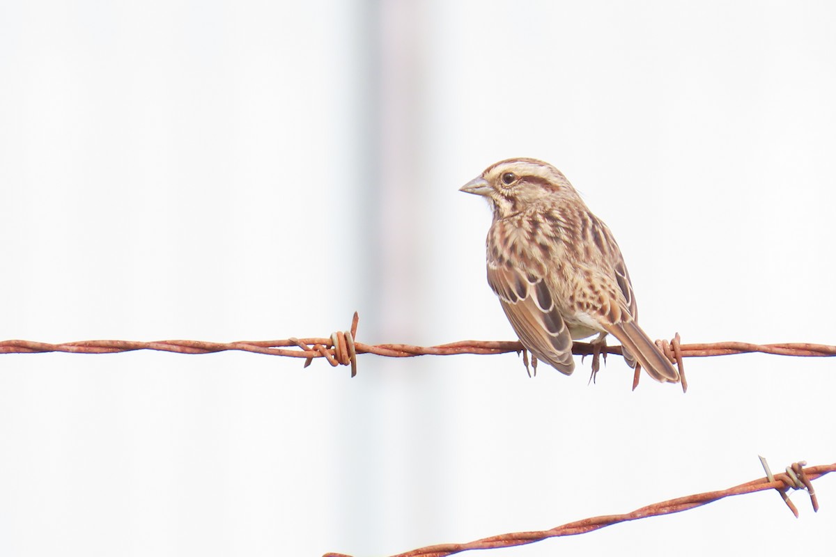 Song Sparrow - ML646220514