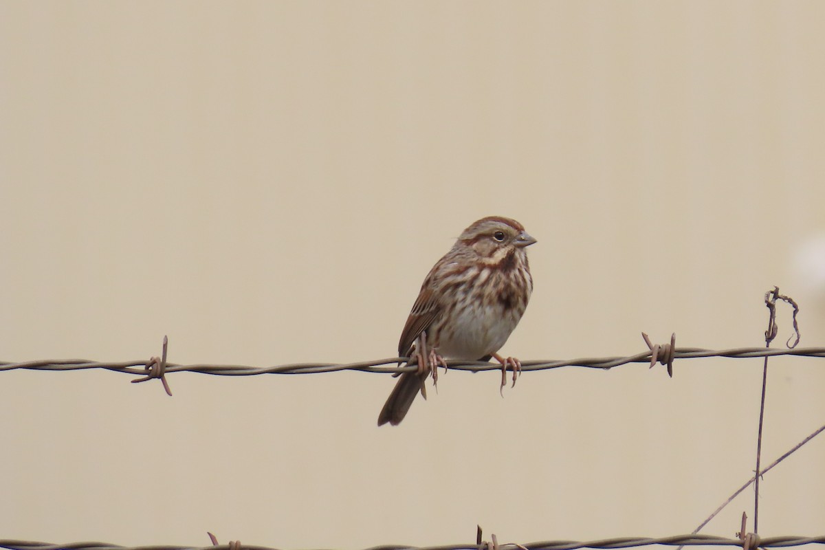 Song Sparrow - ML646220515