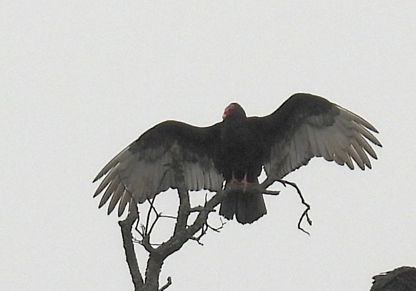 Turkey Vulture - ML646220519