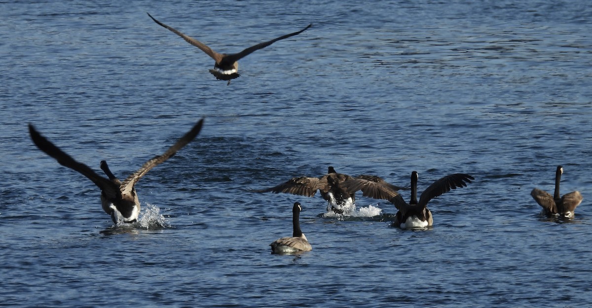 Canada Goose - ML646220521