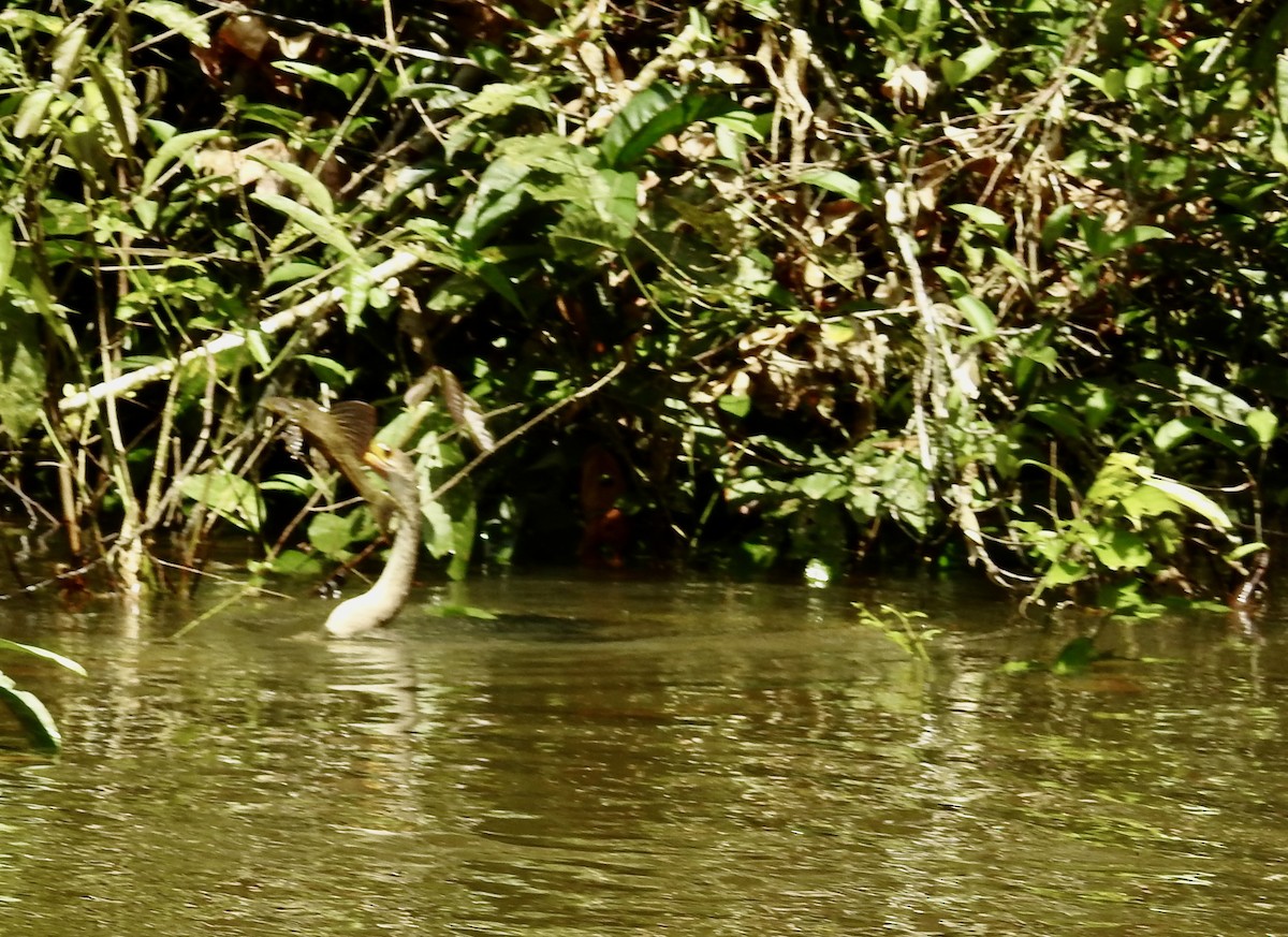 Anhinga - ML646220522