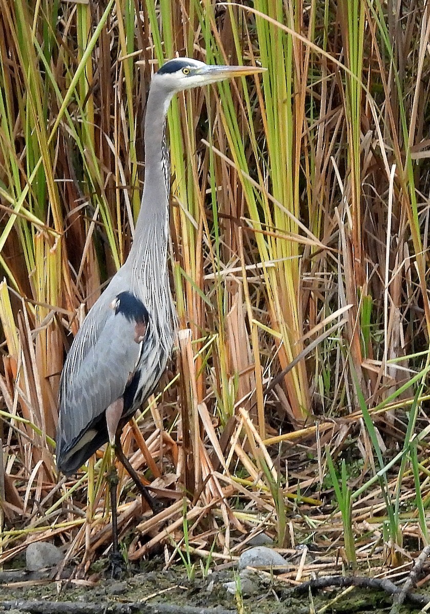 Great Blue Heron - ML646220523