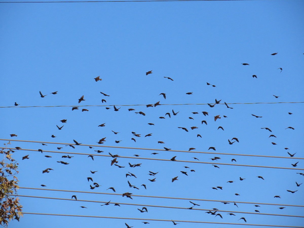 European Starling - ML646220524