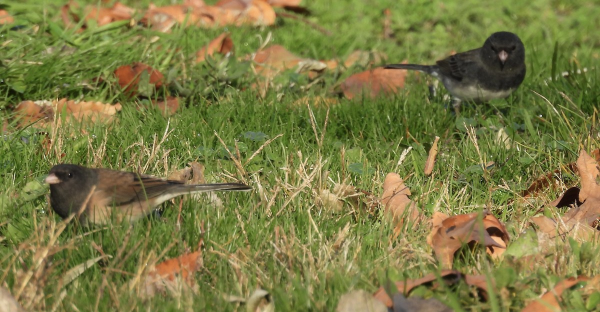 Dark-eyed Junco - ML646220531