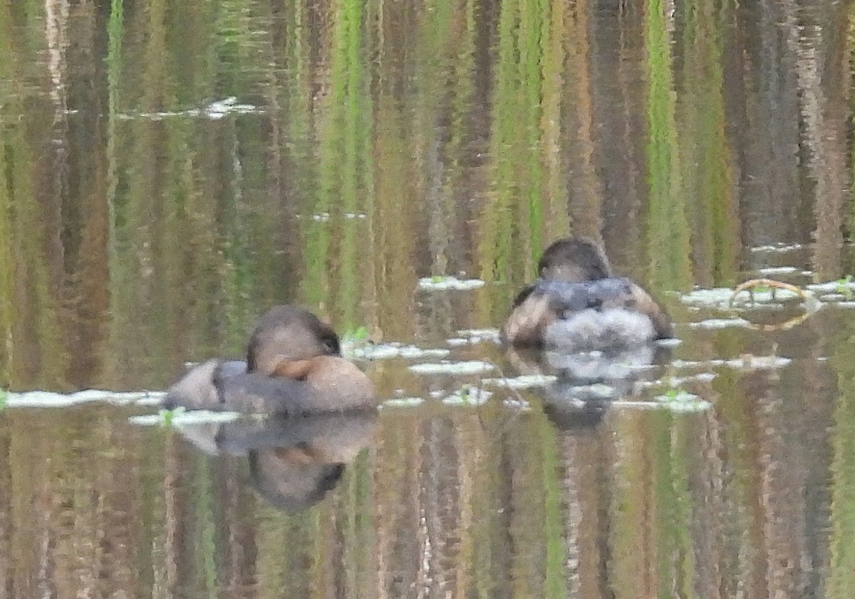 Pied-billed Grebe - ML646220533