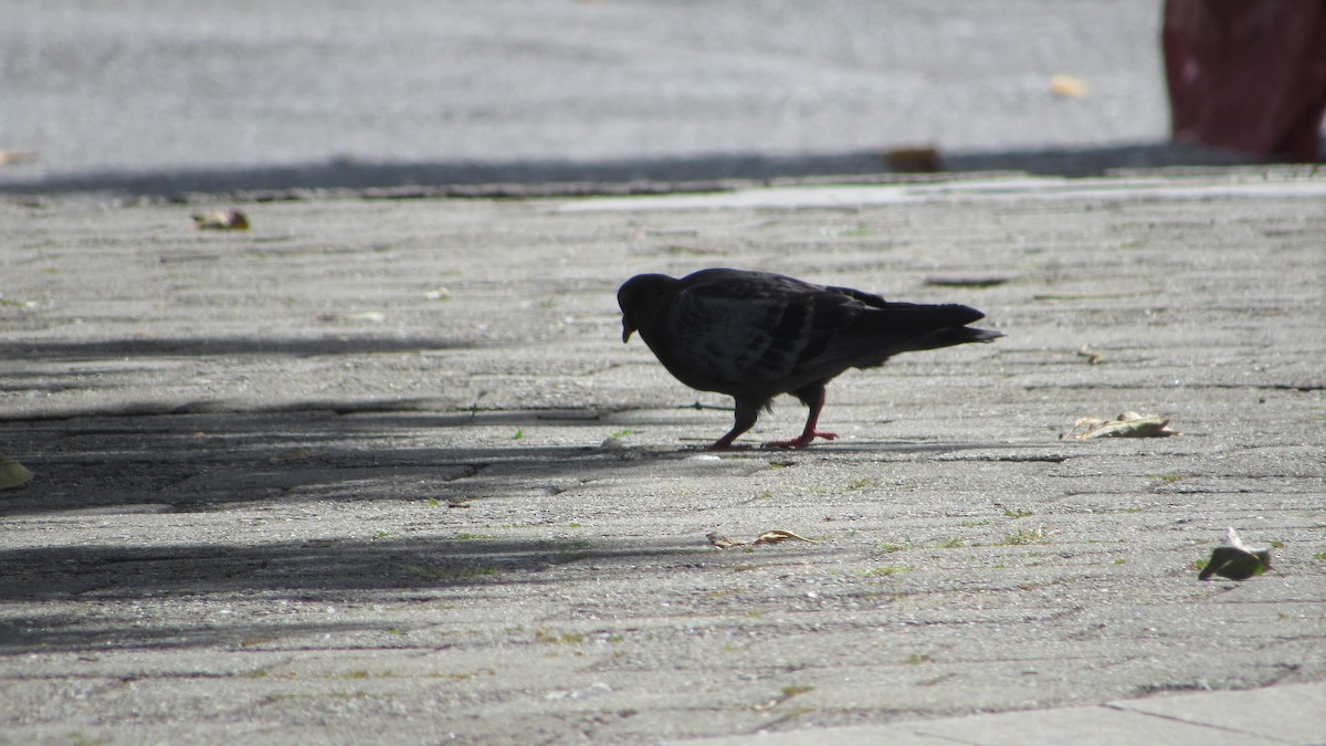 Rock Pigeon (Feral Pigeon) - ML646220540