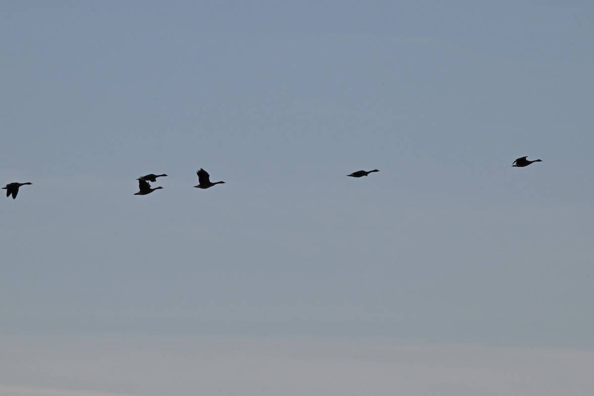 カナダガン - ML646220543