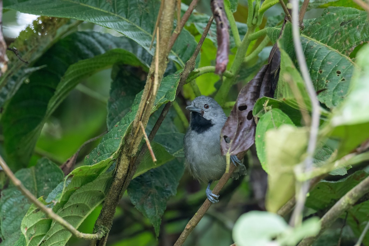 Ornate Stipplethroat - ML646220551