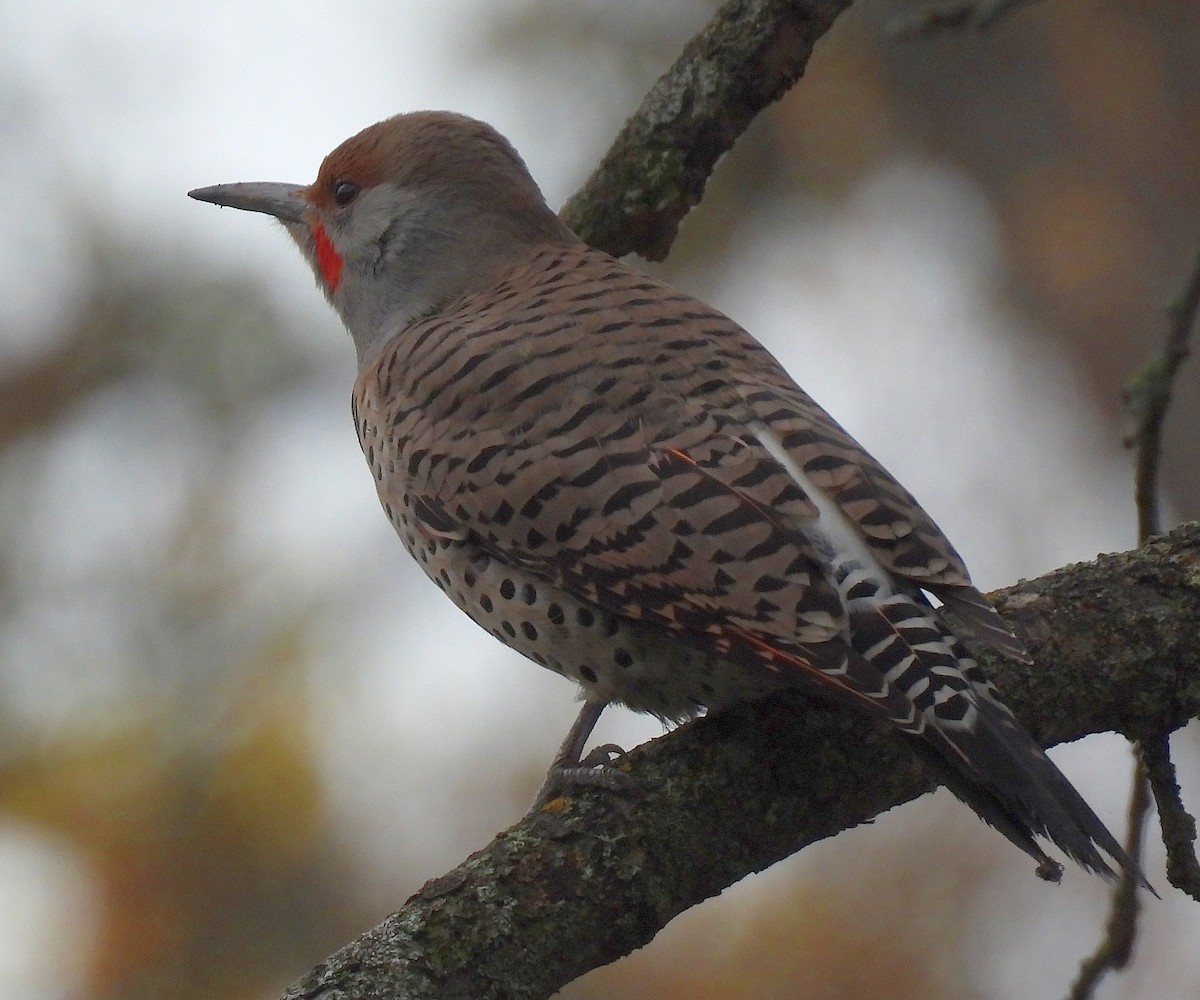 Northern Flicker (Red-shafted) - ML646220555