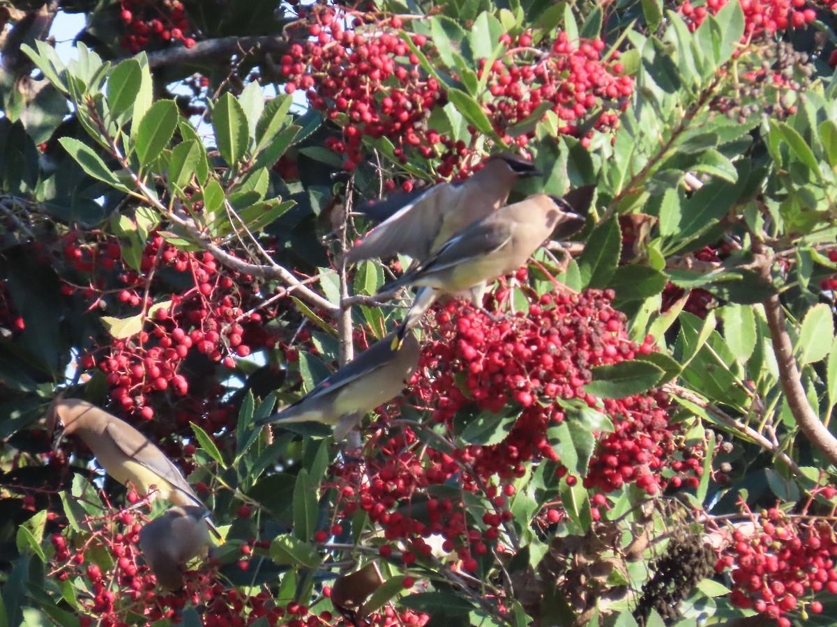 ציצנית אמריקנית - ML646220556