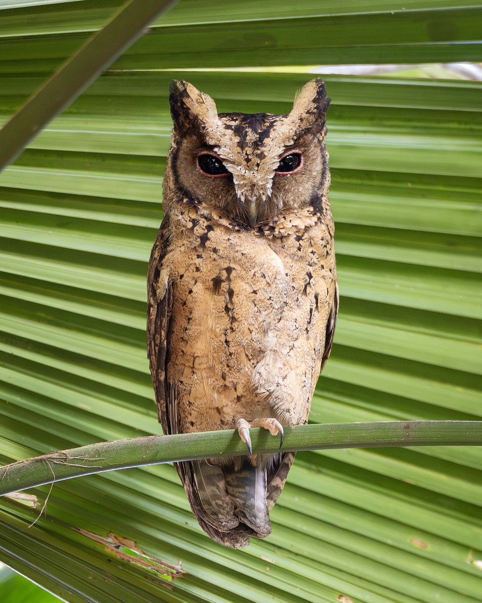 Collared Scops-Owl - ML646220557