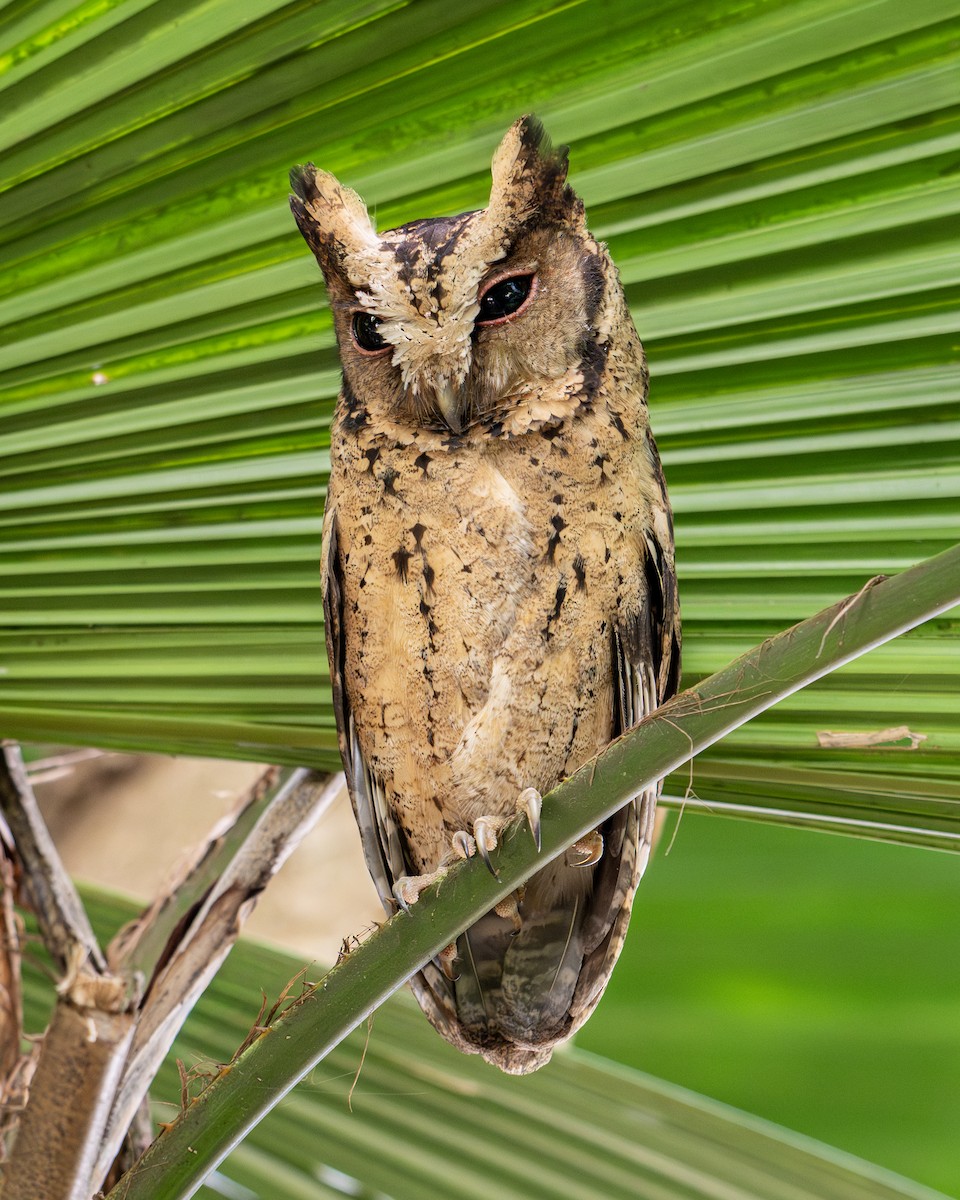 Collared Scops-Owl - ML646220558