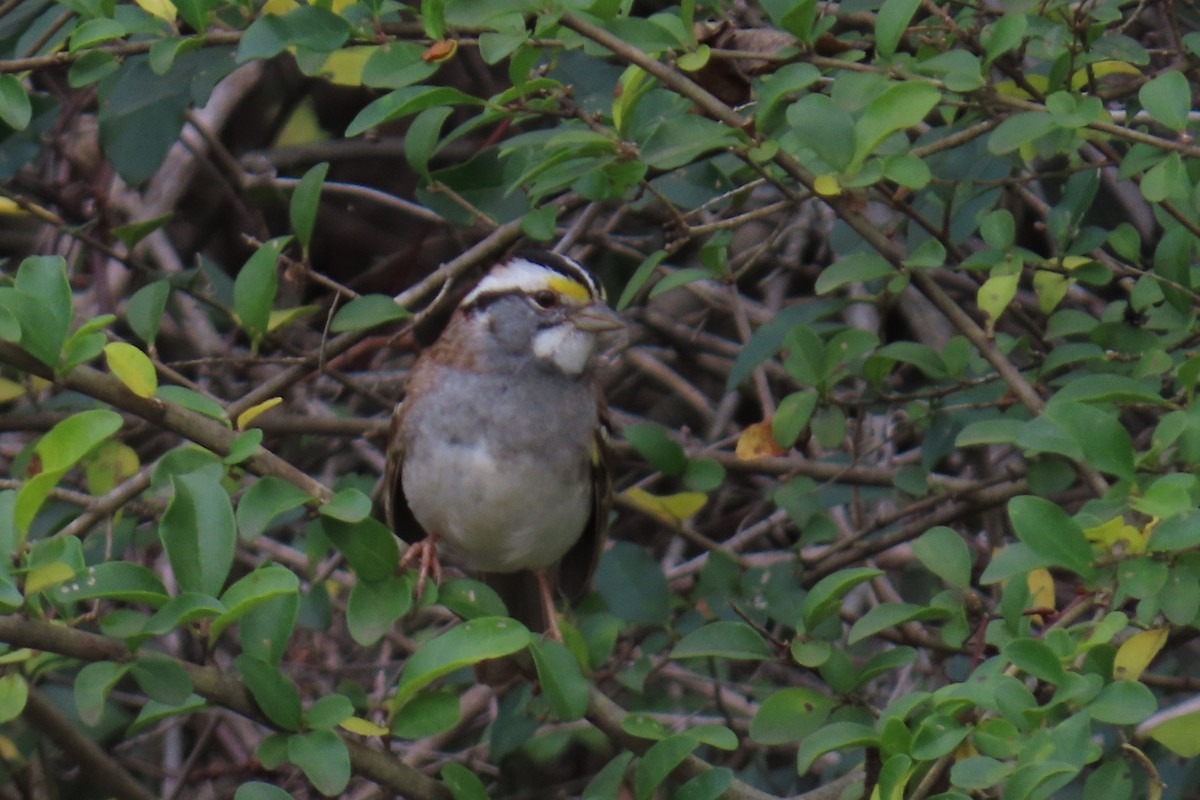White-throated Sparrow - ML646220567