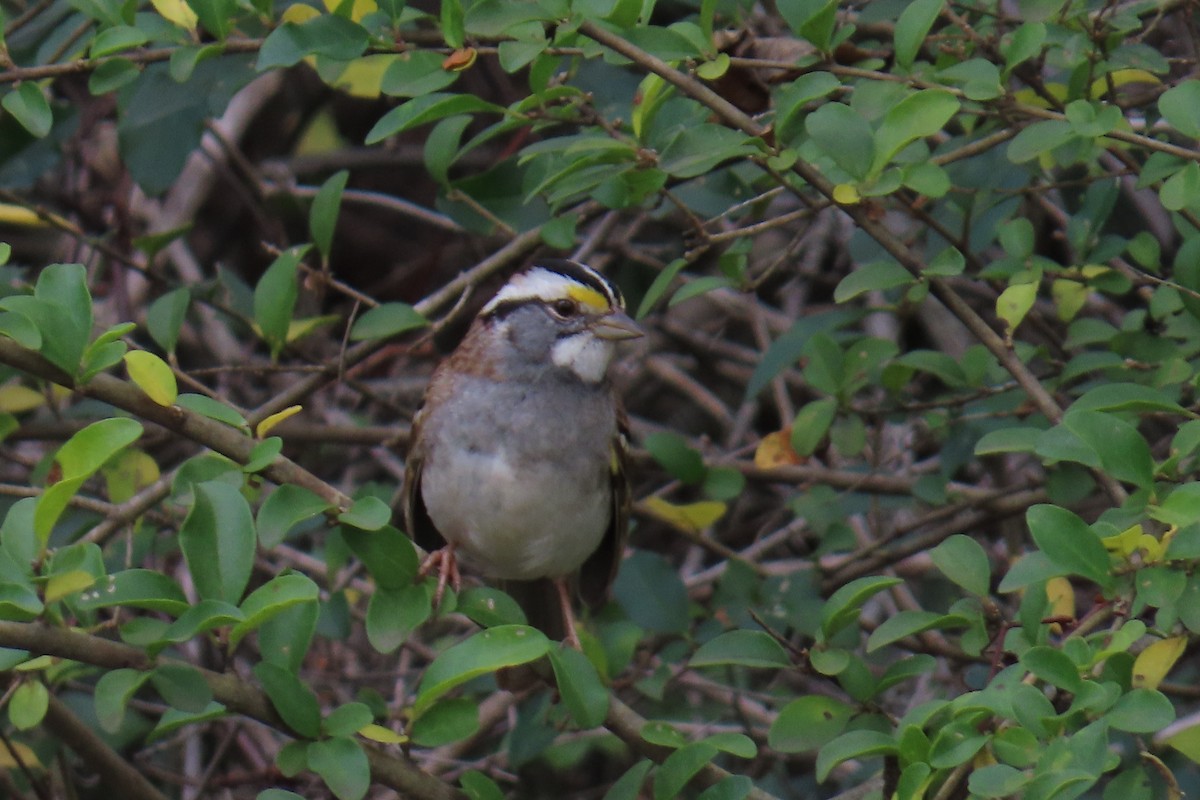 White-throated Sparrow - ML646220569