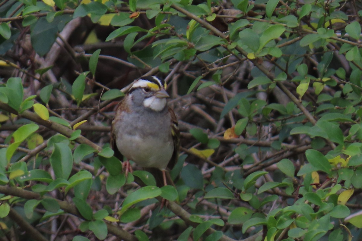 White-throated Sparrow - ML646220570