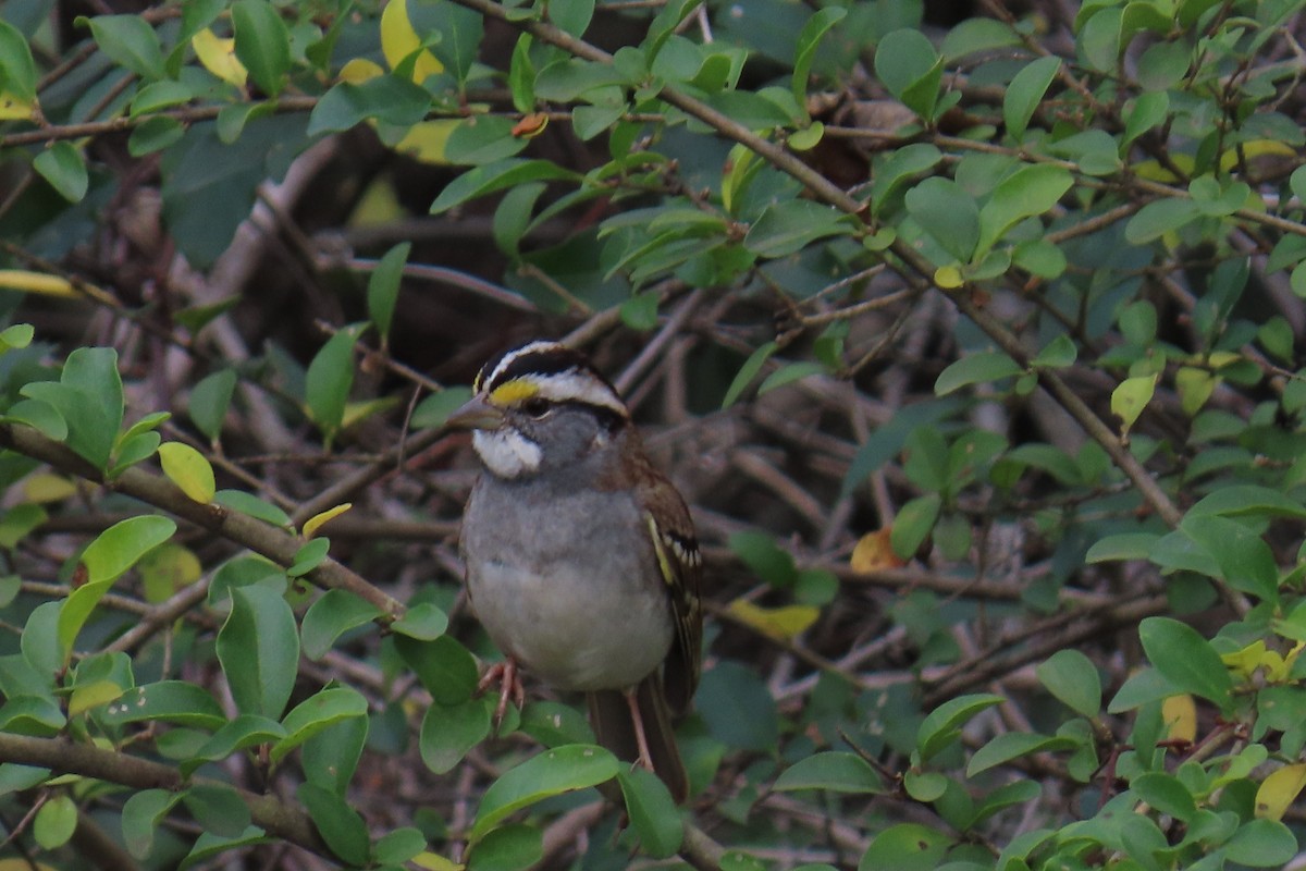 White-throated Sparrow - ML646220571