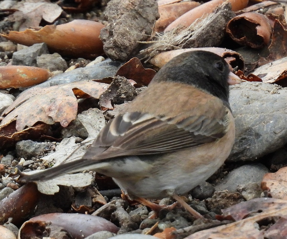 Dark-eyed Junco (Oregon) - ML646220578